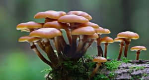 funghi