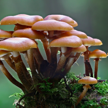funghi