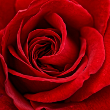 mese della rosa