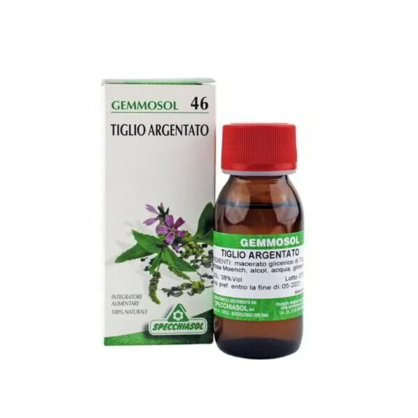 tiglio-argentato tiglio-argentato